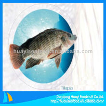 Tilapia frais de la pisciculture au tilapia